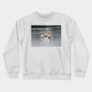 Early Morning Pelicans Crewneck Sweatshirt